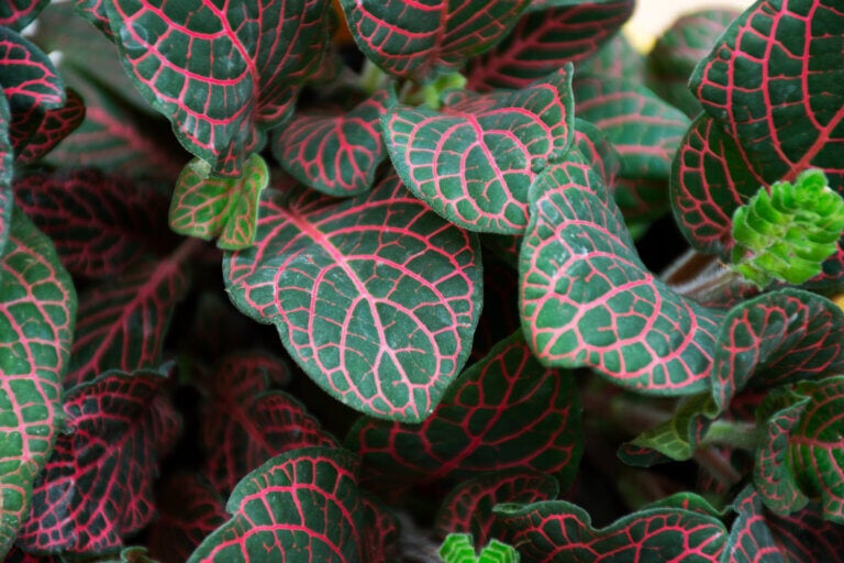Sa nature tropicale exige de l’ombre et une humidité constante ; l’environnement ouvert d’une terrasse la fait dépérir immédiatement.