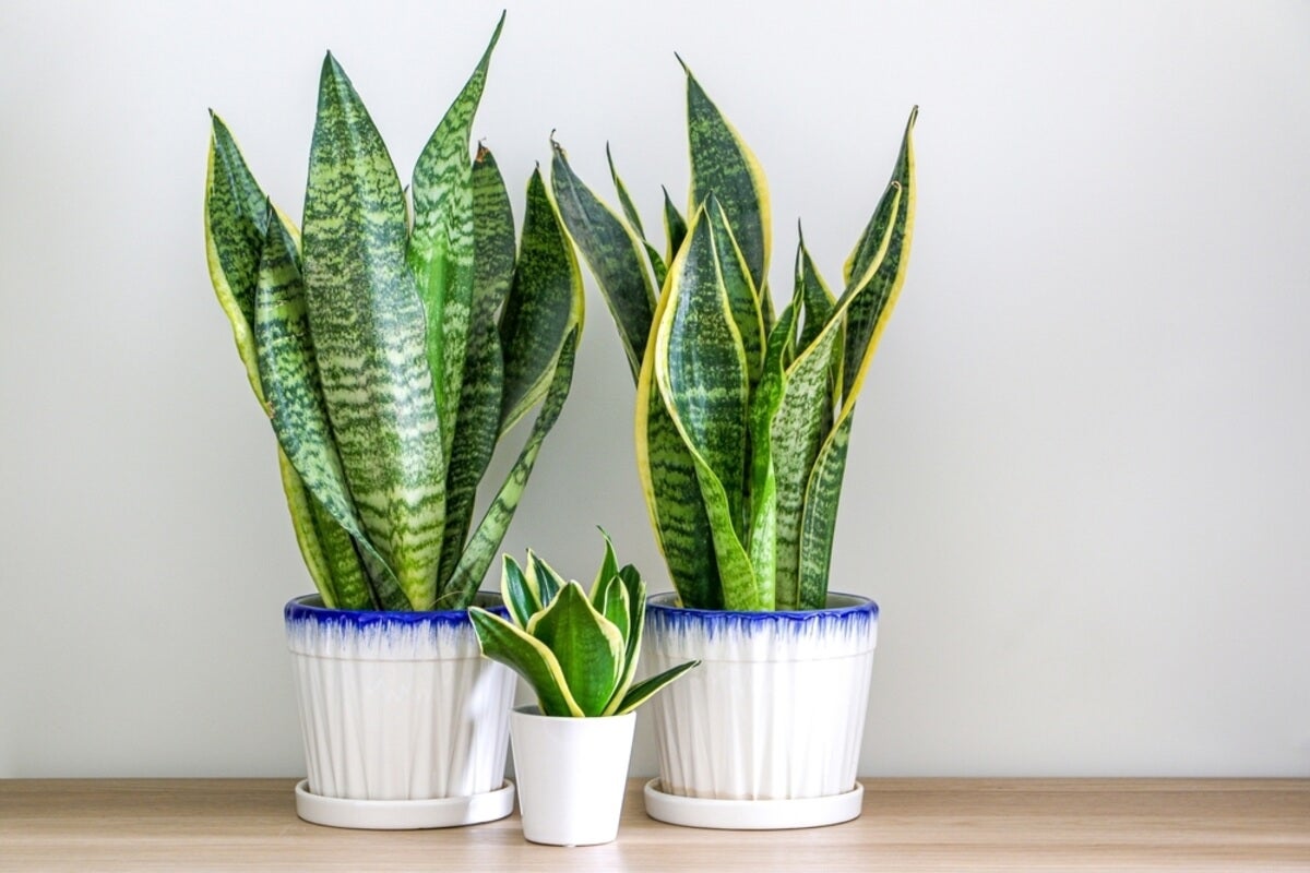 Sansevieria