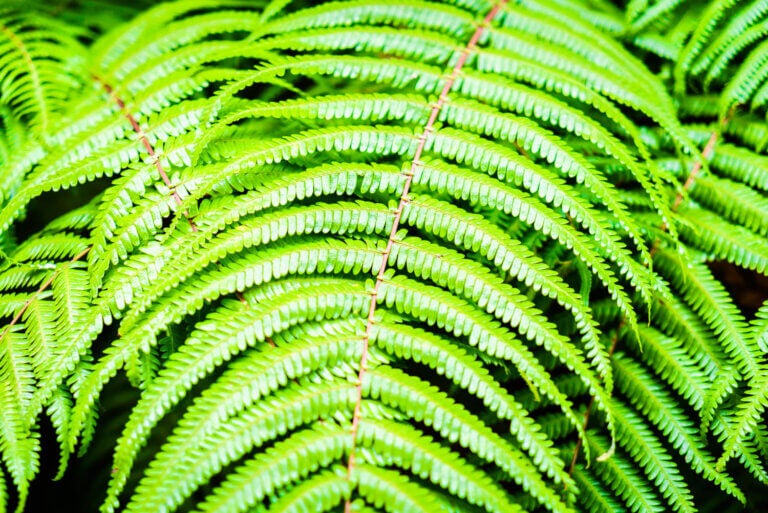 Sur le balcon, le terreau se dessèche très rapidement, ce qui déshydrate complètement la plante.