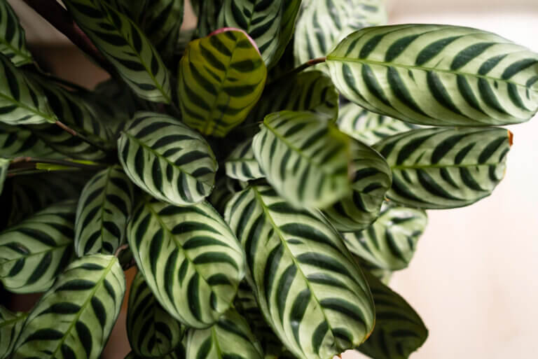 Une espèce tropicale ultra-sensible qui réagit au vent sec en enroulant ses bords et en perdant ses motifs colorés emblématiques.