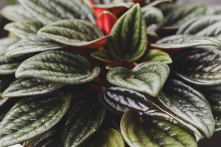 Une plante compacte qui perd tout son attrait et risque de pourrir si elle est gorgée d’eau de pluie.