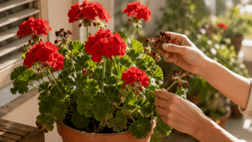 Votre géranium rouge a-t-il perdu ses fleurs à cause de la chaleur ? Comment l'aider sans trop l'arroser ?