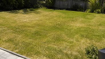 Votre pelouse a l'air sèche même si vous l'arrosez ? 6 problèmes à vérifier