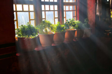 6 plantes à petites feuilles pour décorer la fenêtre sans faire obstacle à la lumière