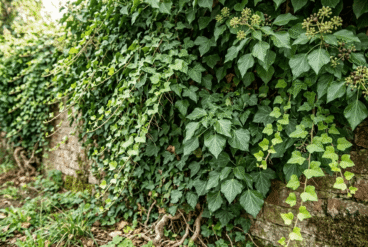 7 plantes grimpantes à croissance rapide pour masquer les murs inesthétiques