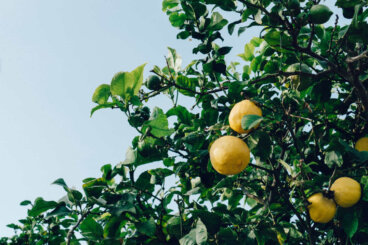 Ces 9 plantes produisent des fruits presque toute l'année si vous en prenez bien soin