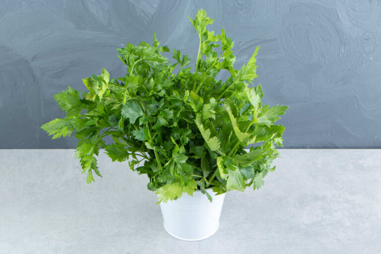 Comment entretenir le persil en pot pour éviter que ses feuilles ne jaunissent et que ses tiges ne s'affaiblissent