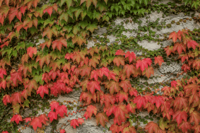 Croissance rapide et spectacle de couleurs en automne.