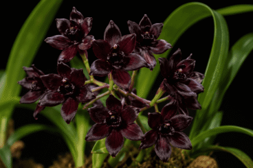 Existe-t-il des orchidées noires ? La vérité sur cette fleur et comment en prendre soin chez soi