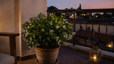 Fleur de nuit sur la terrasse : comment la tailler pour qu'elle embaume sans prendre trop de place ?