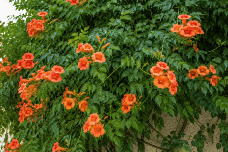 fleurs en forme de clochettes orange et rouges pour habiller de grandes structures.