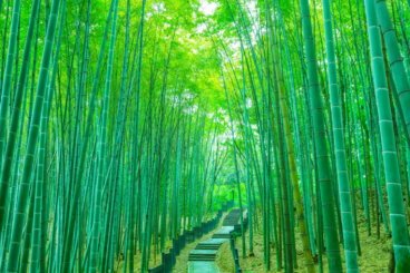 « Le bambou se plie, mais ne se brise pas » : un proverbe chinois pour faire face aux difficultés