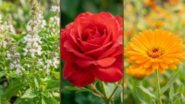 Fleurs comestibles chez soi : 7 idées et comment les utiliser