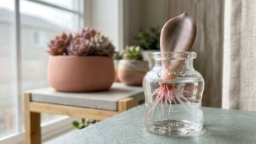 Cultiver des plantes succulentes dans l'eau : 5 étapes pour les multiplier à partir d'une feuille