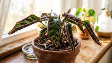 Les feuilles de ma calathea s'enroulaient, mais grâce à ces 5 ajustements, son état a commencé à s'améliorer