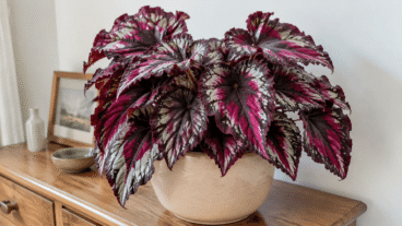 Comment faire en sorte que votre bégonia Rex ait des feuilles colorées et sans bords desséchés