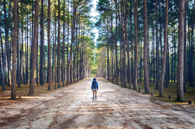 Quand tout perd sa valeur : « Il y a des gens qui traversent la forêt et ne voient que du bois de chauffage. »