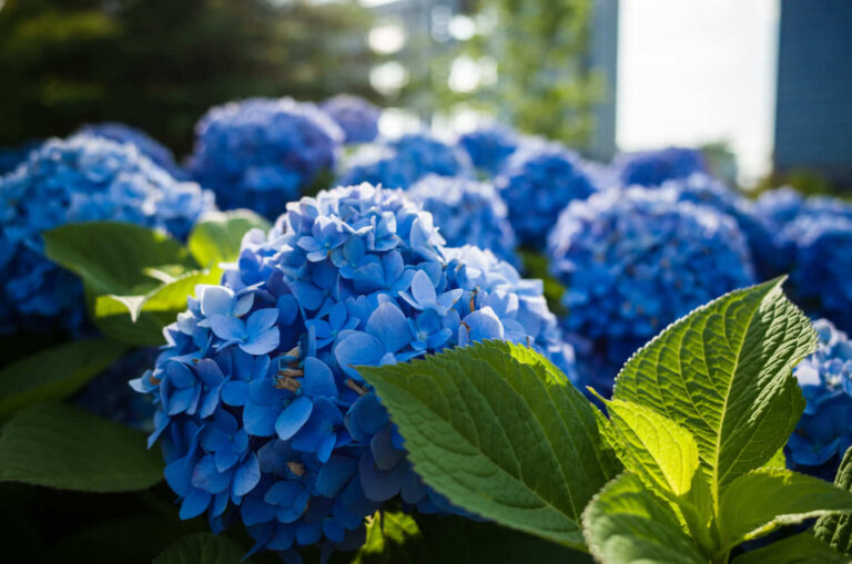 Pourquoi votre hortensia ne devient-il pas bleu ? La variété et le pH vous apportent la réponse